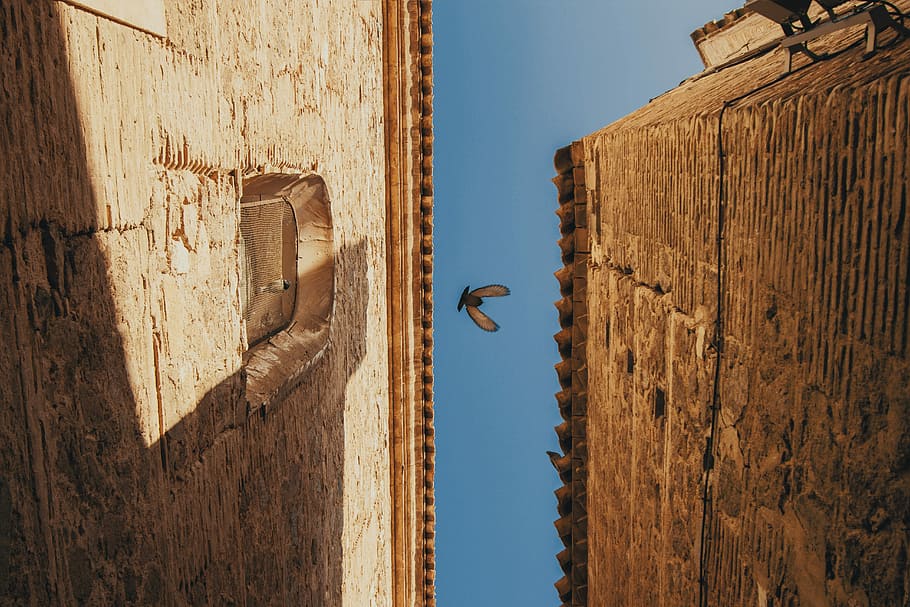 worm's eye photography of flying bird, bug on mid air between concrete structures under clear blue sky during daytime, HD wallpaper