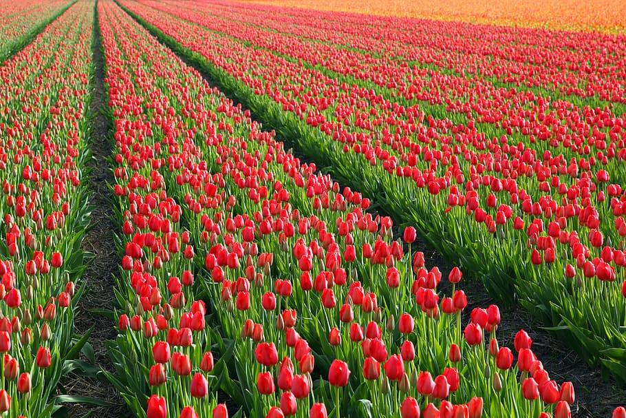Tulips, Field, Fields, Orange, red, background, flower, flowers HD wallpaper