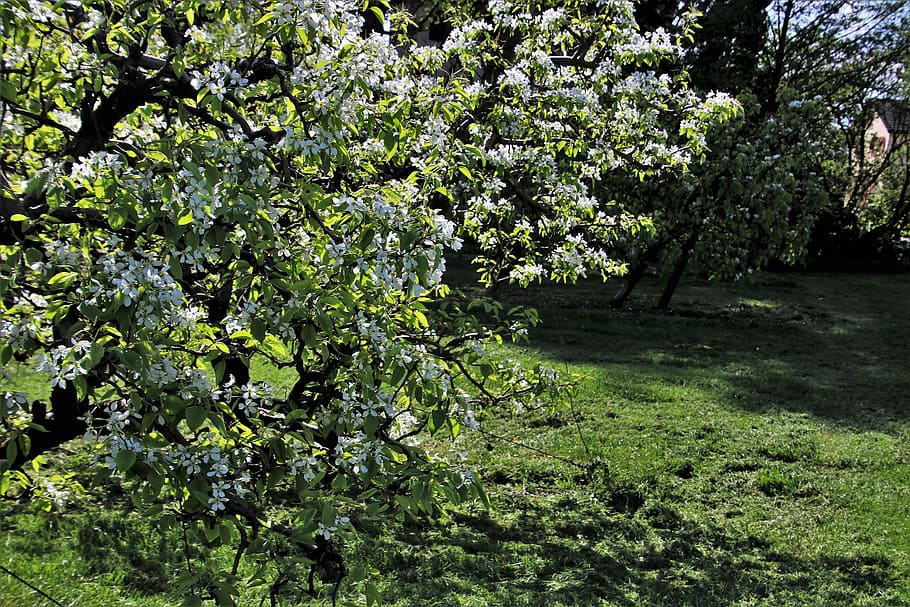 sad, spring, fruit trees, flowering, nature, plant, landscape HD wallpaper