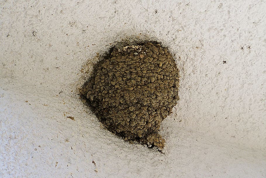 swallow's nest, bird nest, in the world we, land, sand, beach, HD wallpaper
