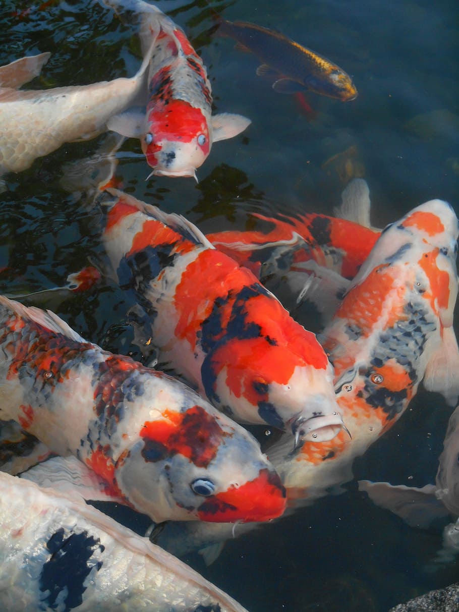 colored carp, fish, aquarium fish, red and white, japan, vivid HD wallpaper