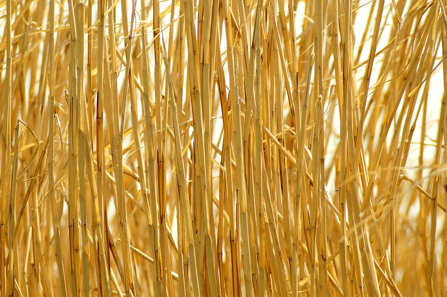 background, straw, golden, pattern, nature, dry, field, background pattern HD wallpaper