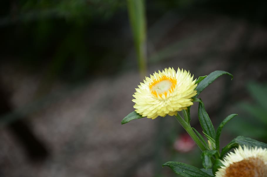 flower, the leaves, spike, tree, flowering plant, fragility HD wallpaper