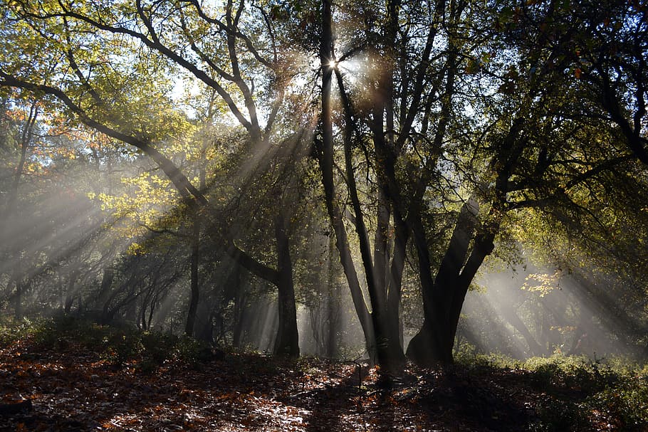 green and brown trees, forest, rays, nature, landscape, forest landscape HD wallpaper