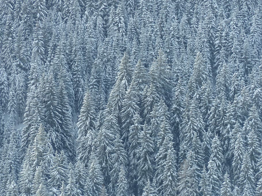 Forest, Snow, Winter, White, Snowy, nature, landscape, trees HD wallpaper
