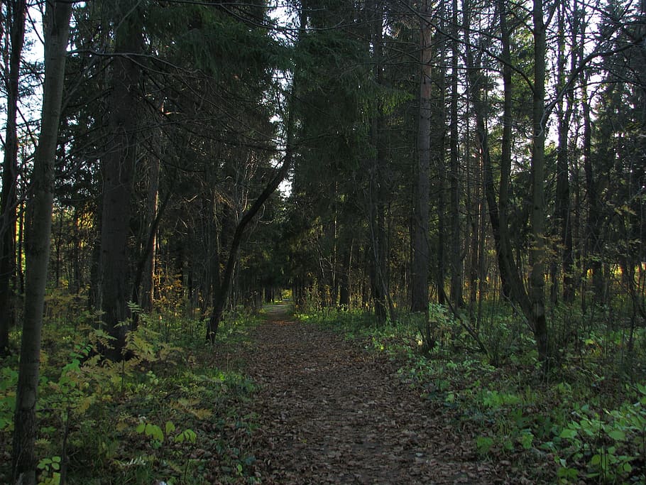 forest, road, silence, nature, trees, pine, landscape, autumn HD wallpaper