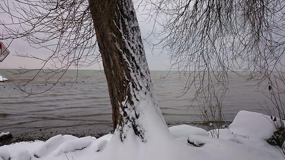 winter, tree, snow, december, lake, bodensee, morning, park HD wallpaper