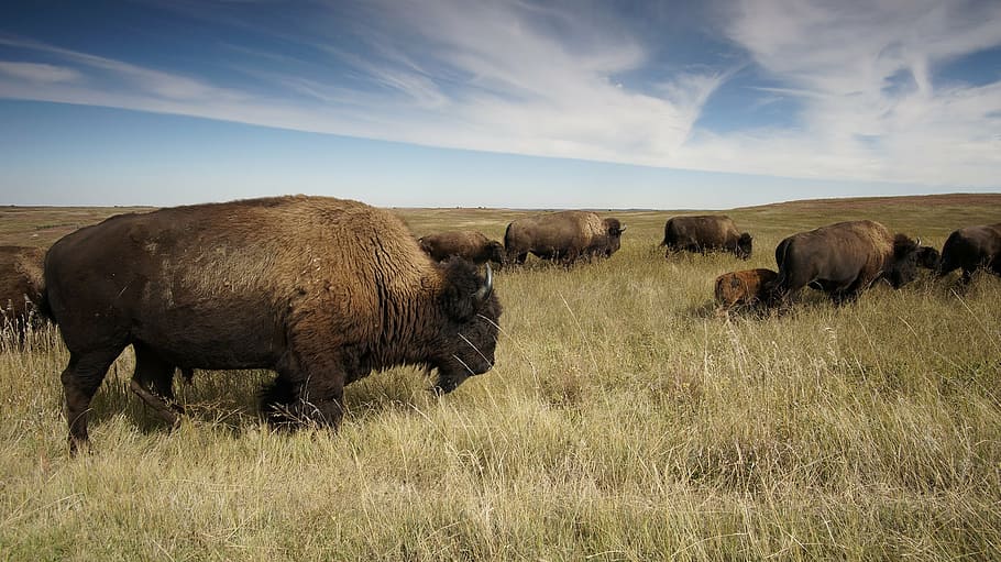 herd of brown bison on brown grassfield during daytime, buffalo, HD wallpaper