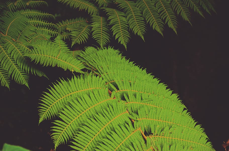 closeup photo of green leafed tree, green leaves, plant, fern HD wallpaper