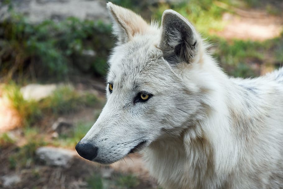 selective focus photo of a white fox, wolf, young, predator HD wallpaper