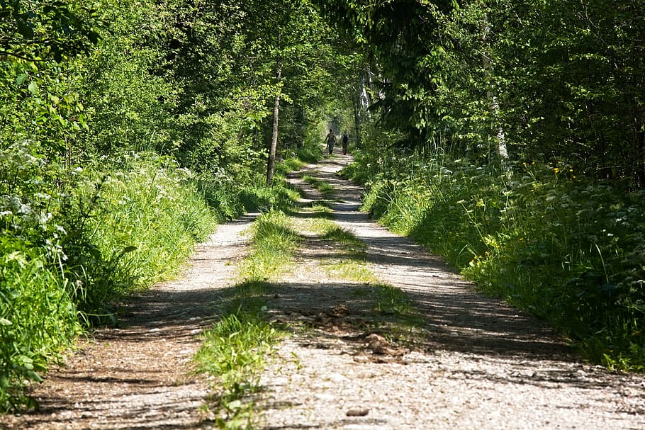 away, forest path, nature, trail, hiking, leisure, green, mood HD wallpaper