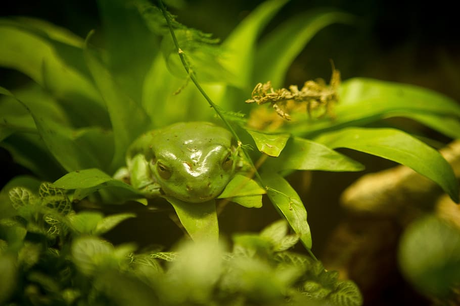 Green Frog, Camouflage, one animal, green color, animals in the wild HD wallpaper