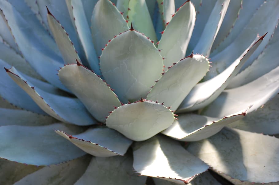cactus, leaf, plant, close up, exotic, green, dry, leaves, cactus greenhouse HD wallpaper