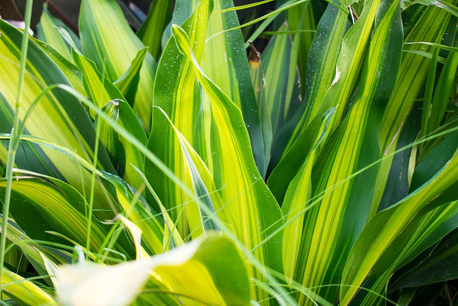 green plants, fragrant dracaena, blade, green color, growth, HD wallpaper