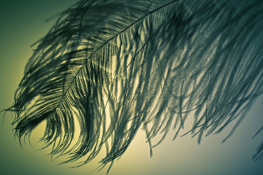 strauss spring, feather, ease, close, bird feather, spring dress HD wallpaper