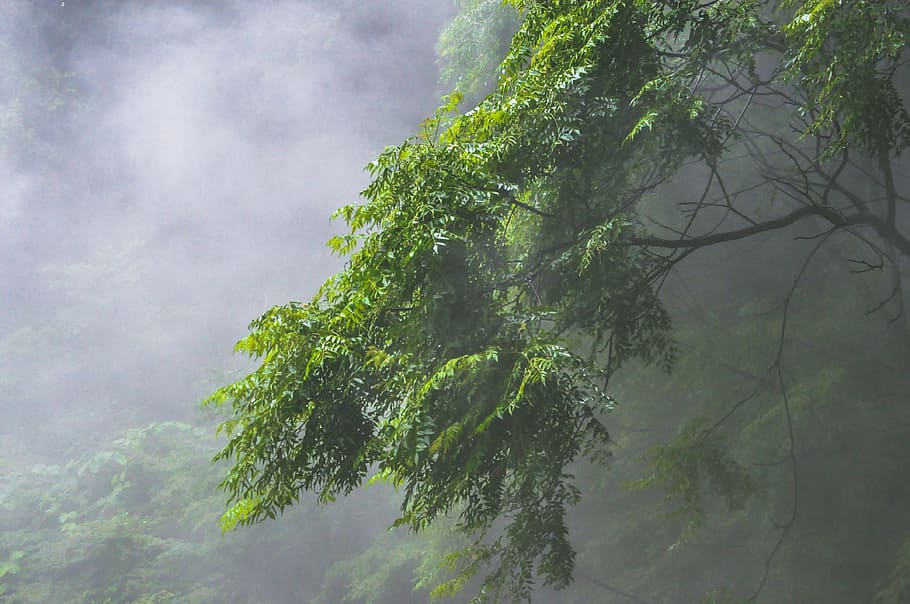 tree, plants, mountain, highland, green, nature, fog, green color HD wallpaper