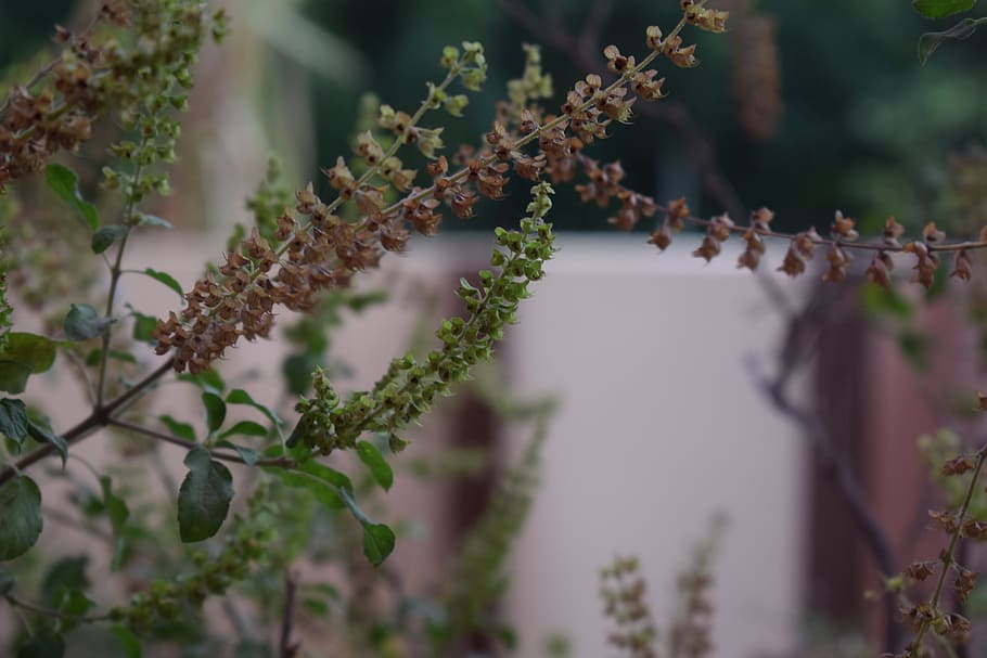 plant, medicinal, nature, herbal, medicine, flower, health HD wallpaper