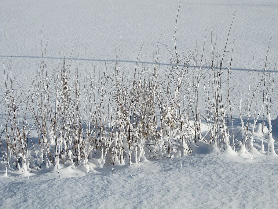 Snow, Winter, White, cold temperature, nature, ice, frozen HD wallpaper