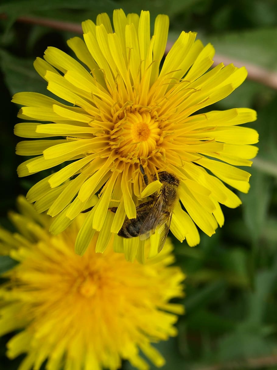 bee, pollen, nectar, yellow, blossom, bloom, flowering plant HD wallpaper