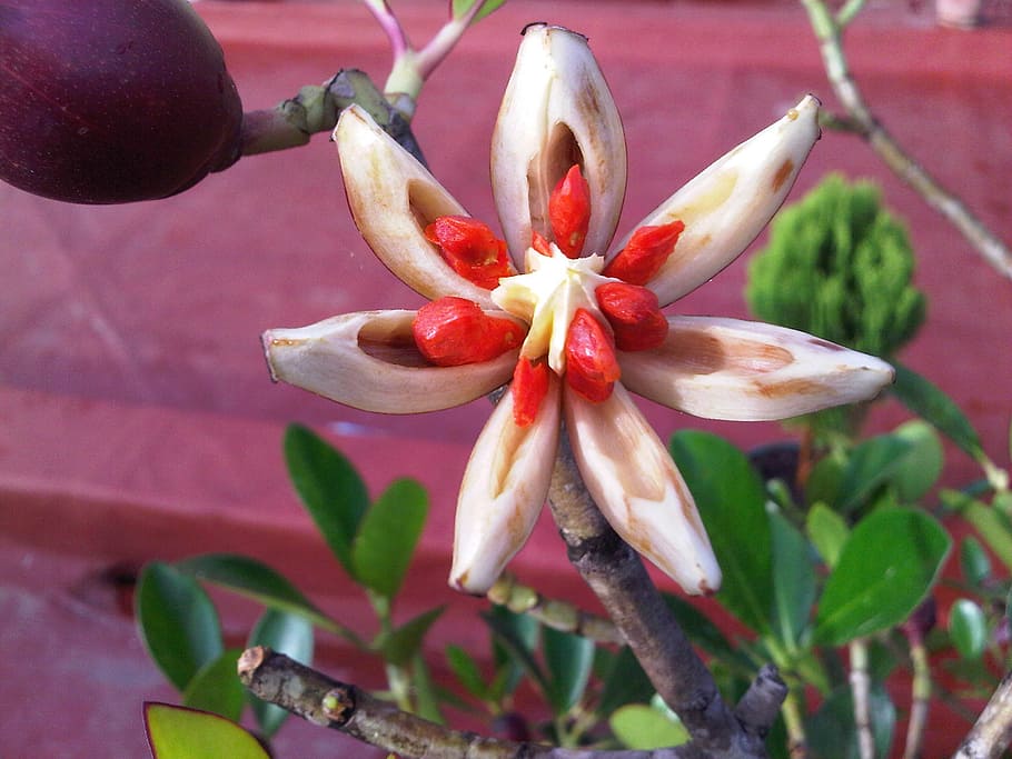ficus, fruit, star, open, seeds, red, plant, growth, close-up HD wallpaper