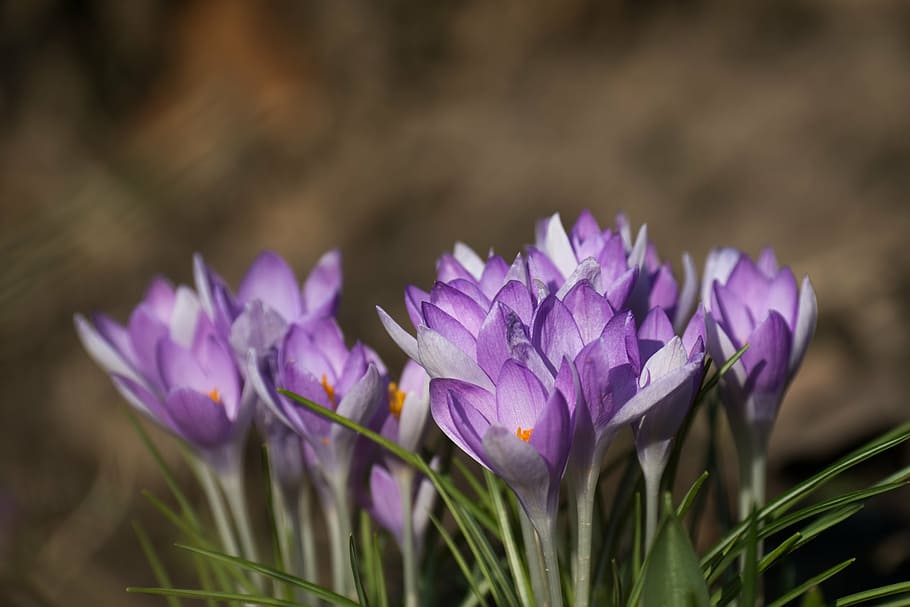 purple flowers in close up shot, crocus crocus, spring, easter HD wallpaper