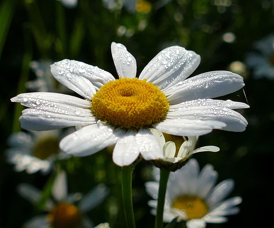 blossom, bloom, flower, dew, flowering plant, fragility, vulnerability HD wallpaper