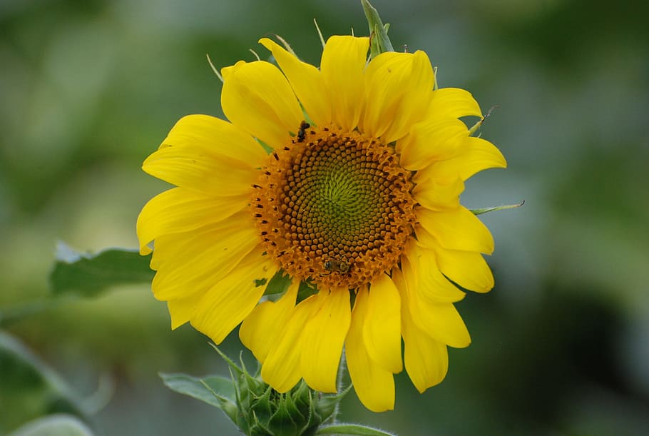 Sunflower, Blooming, Yellow, summer, petal, fragility, nature HD wallpaper