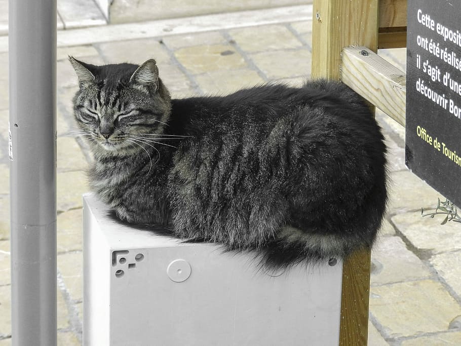 Animal, Cat, Creature, domestic cat, pets, domestic animals HD wallpaper