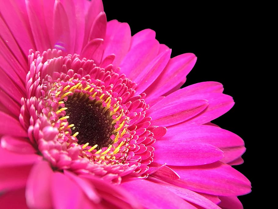 gerbera, pink, macro, close up, black background, blooming HD wallpaper