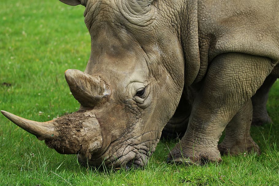 Rhino on green grass, horn, nature, rhinoceros, wild, animal, HD wallpaper