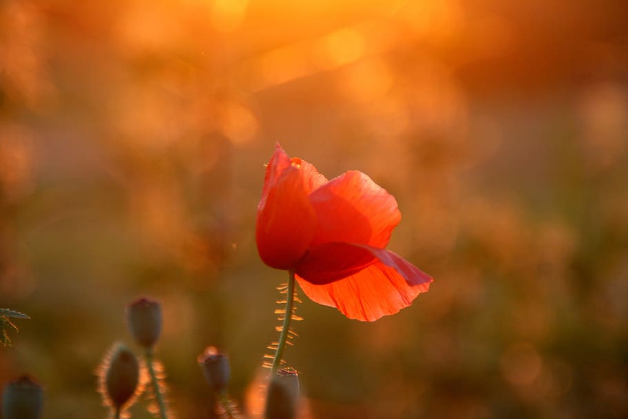 selective focus photography of red flower, poppy, sunset, camp HD wallpaper