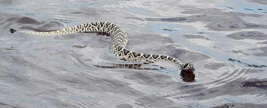 brown and black snake on body of water, eastern diamondback rattlesnake