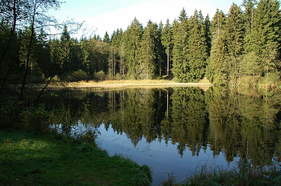 Nature, Forest, Green, Green, Light, Shadow, color, idyllic HD wallpaper