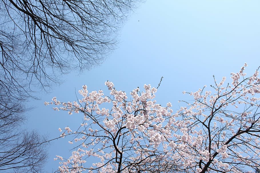 cherry, blue sky, beautiful, branch, tree, beauty in nature HD wallpaper