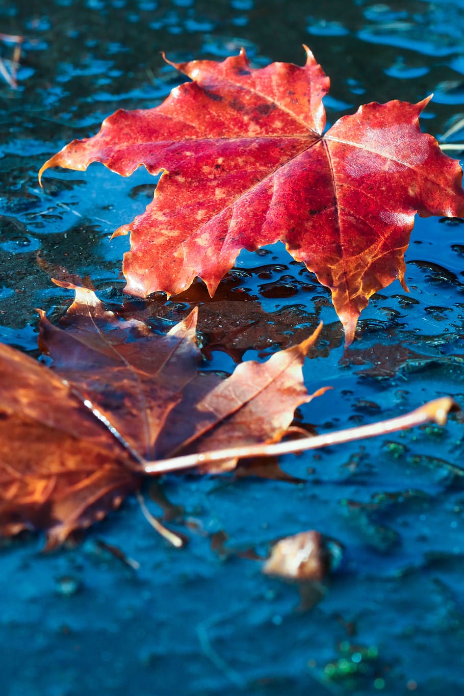 leaf, autumn, puddle, fall, nature, plant part, change, close-up HD wallpaper