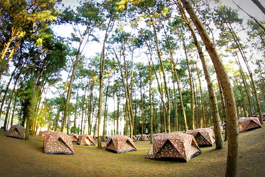 nature, forest, trees, leaves, camp, camping, environment, idyllic HD wallpaper