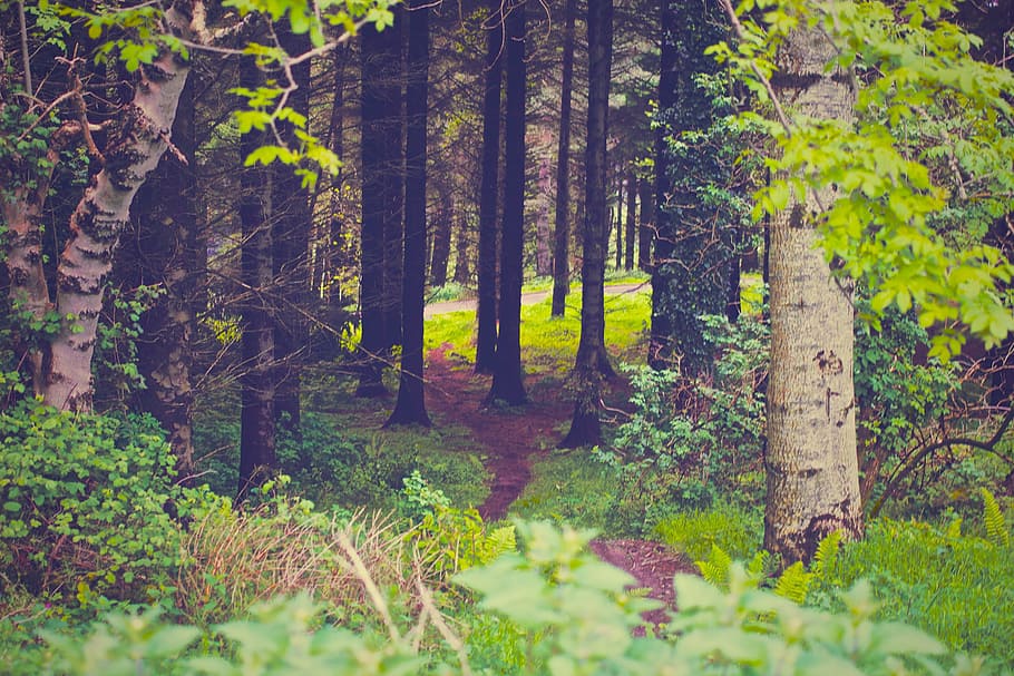 forest, trees, nature, green, wood, environment, summer, landscape HD wallpaper