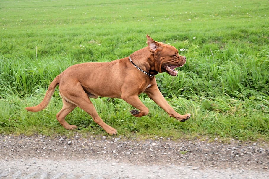bordeaux, run, running, dog, animal, pet, one animal, canine HD wallpaper