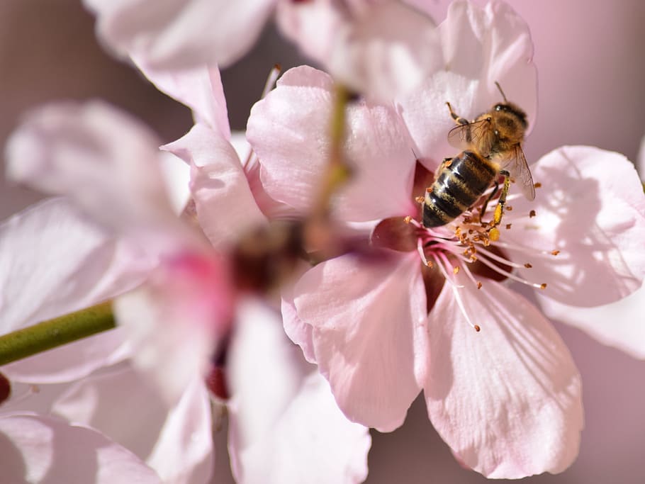 bee, flower, spring, insect, cherry blossom, flowering plant HD wallpaper