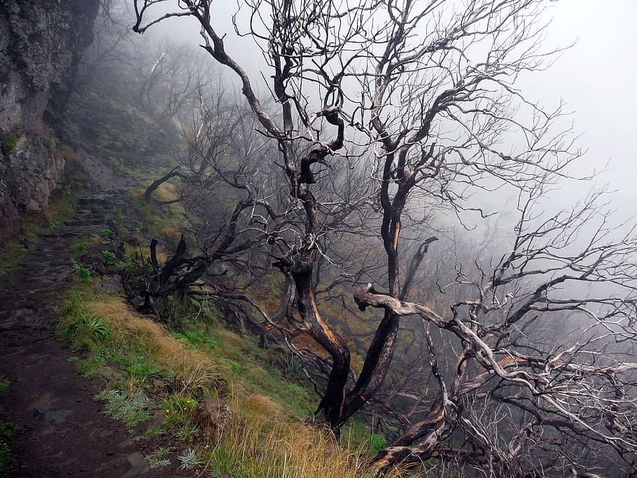 Mystical, Forest, Dead Tree, spent forest, dead trees, nature HD wallpaper