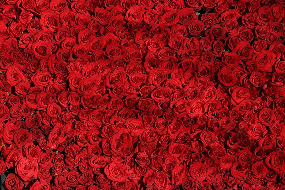 red, love, romantic, flowers, arranged, pattern, roses, valentine HD wallpaper