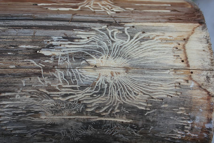 Tree Bark, Worm, Insect, Beetle, woodworm, no people, textured HD wallpaper