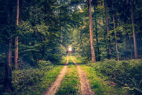Pforzheim Forest, landscape photo of forest trail, track, tree HD wallpaper