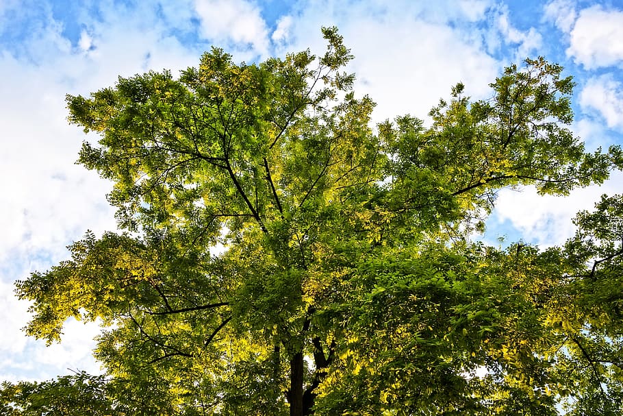 tree top, crown, foliage, leaves, spring foliage, green, fresh HD wallpaper