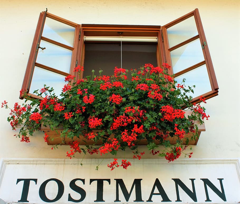 Looking Up, Window, Outlook, Flower, facade, costume shop, red HD wallpaper
