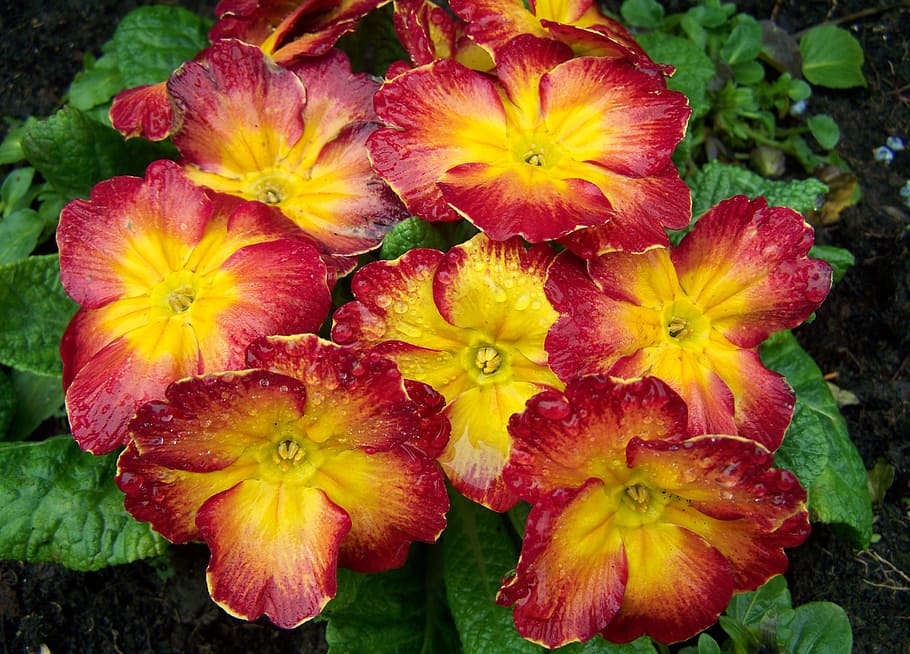 primula, primrose, spring flowers, flowering plant, freshness HD wallpaper