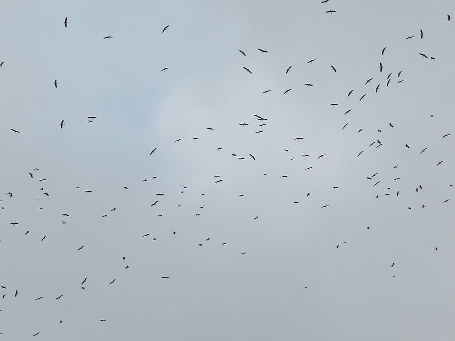 Cranes, Bird, sky, overcast sky, a flock of, against sky, spring HD wallpaper