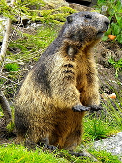 marmot, rodent, close, animal themes, animals in the wild, animal wildlife HD wallpaper