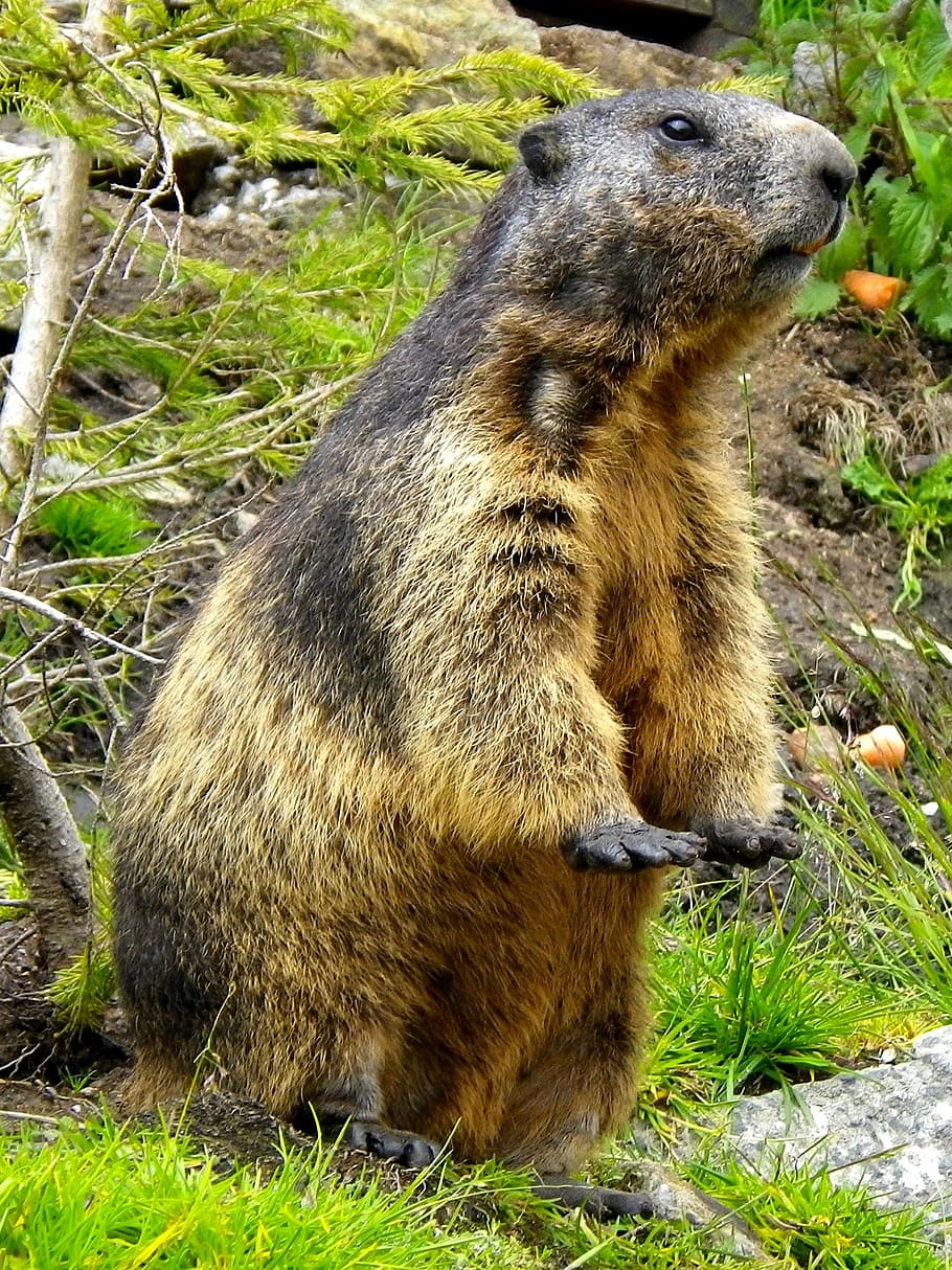 marmot, rodent, close, animal themes, animals in the wild, animal wildlife HD wallpaper