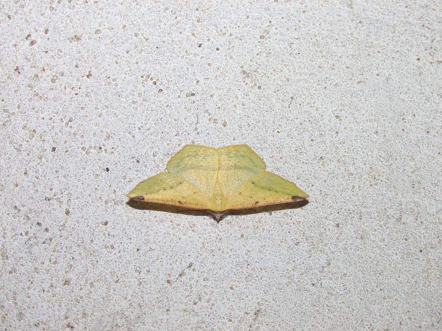 moth yellow, moth small, lepidótera, leaf, plant part, no people HD wallpaper